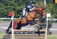 /album/fotos-de-caballos-/mtm-belgian-warmblood-bwp-0-jpg1/
