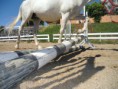 /album/fotos-de-rita-horses-agregenla-al-tuenti-/image-6-jpg/